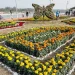 ফুল উৎসবে বাহারি নকশায় ফুলের বিছানা সাজানো হয়। দর্শনার্থীরা সকল ধরণের ফুলের সৌন্দর্য দেখে মুগ্ধ হন। ডিসি পার্ক, সীতাকুণ্ড, চট্টগ্রাম